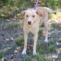 Dakota Cream, Beagle/Mixed Breed