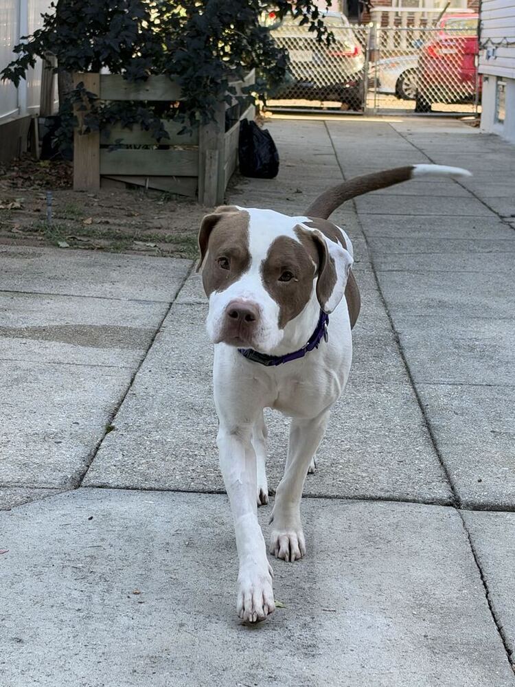 Mylo