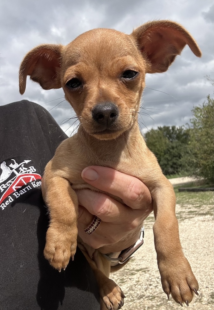 Photo of Carrie, adoptable Chihuahua in Oak Bluffs, Massachusetts