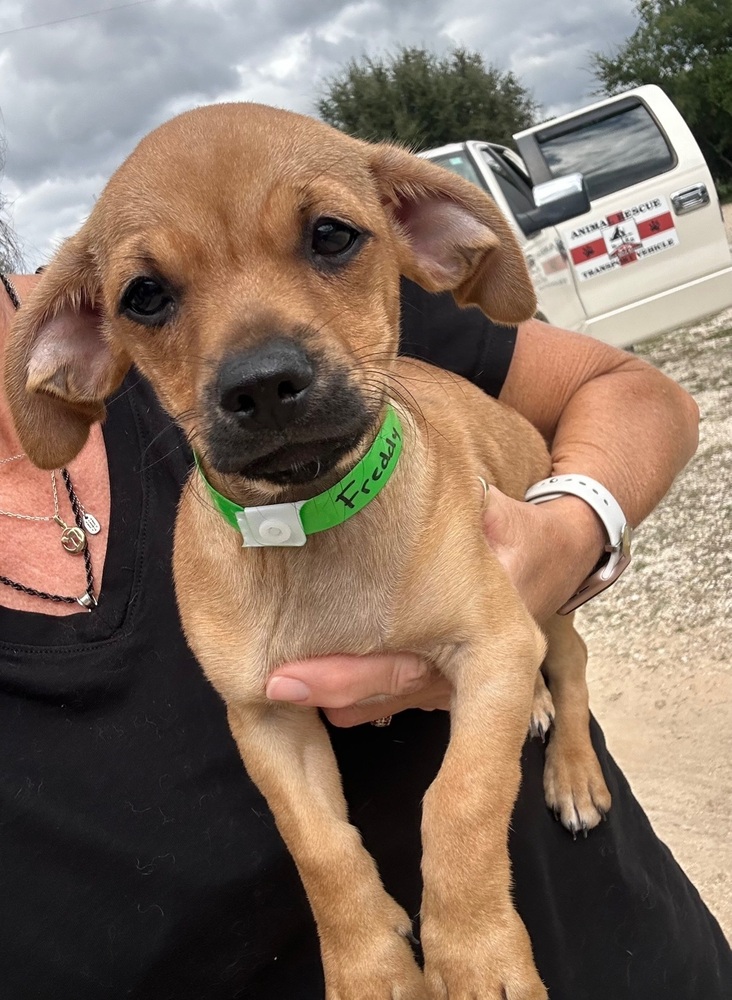 Photo of Freddy, adoptable Chihuahua in Oak Bluffs, Massachusetts