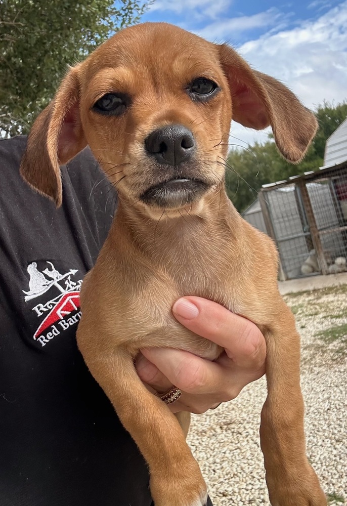 Photo of Jason, adoptable Chihuahua in Oak Bluffs, Massachusetts
