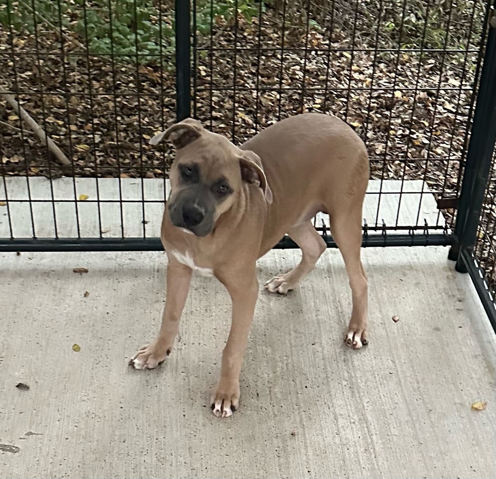 Photo of Lily, adoptable Pitbull in Oak Bluffs, Massachusetts
