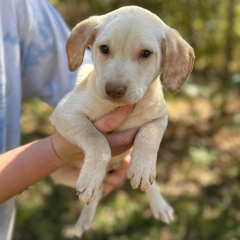 Aspen (p)