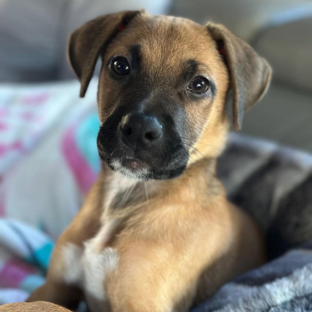 Rudy (p)