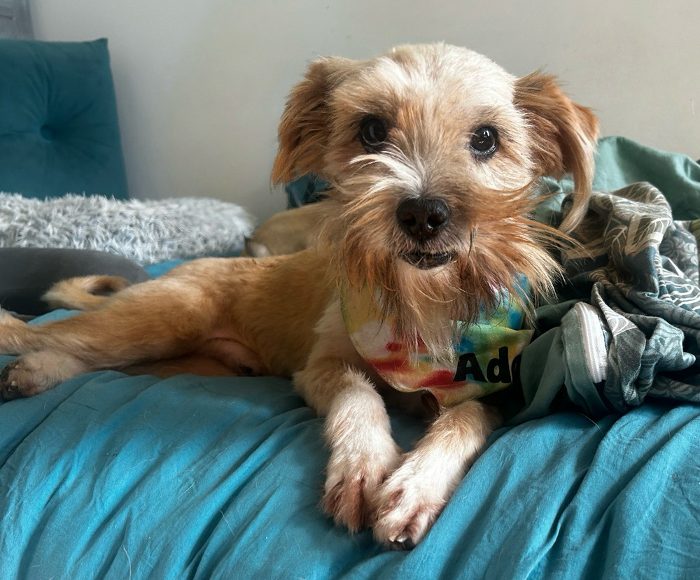 Max (aka Merlin), Terrier Mix