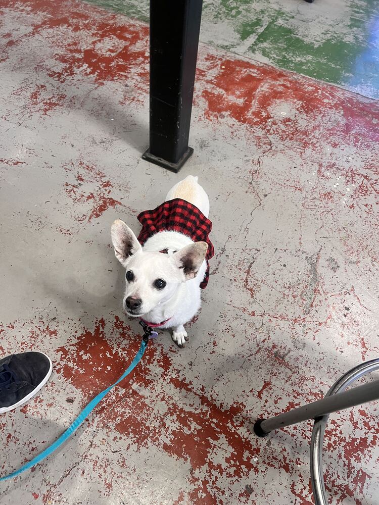 Perla