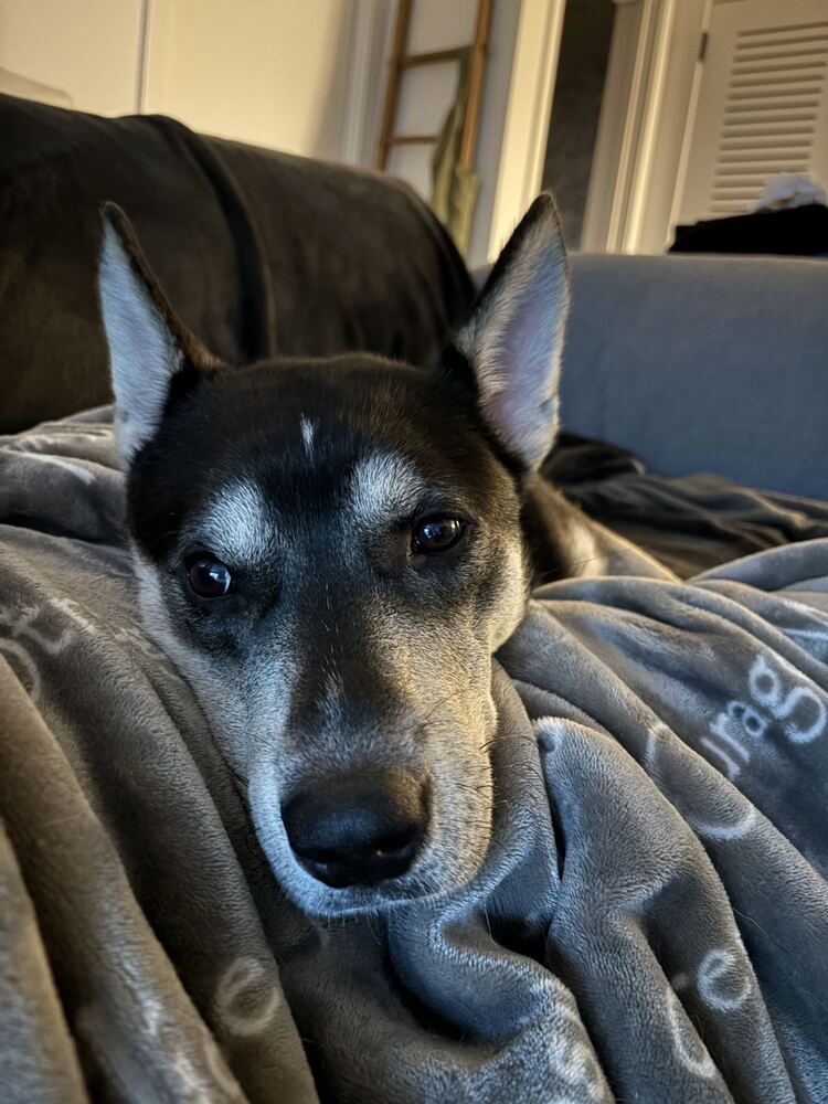 Roo