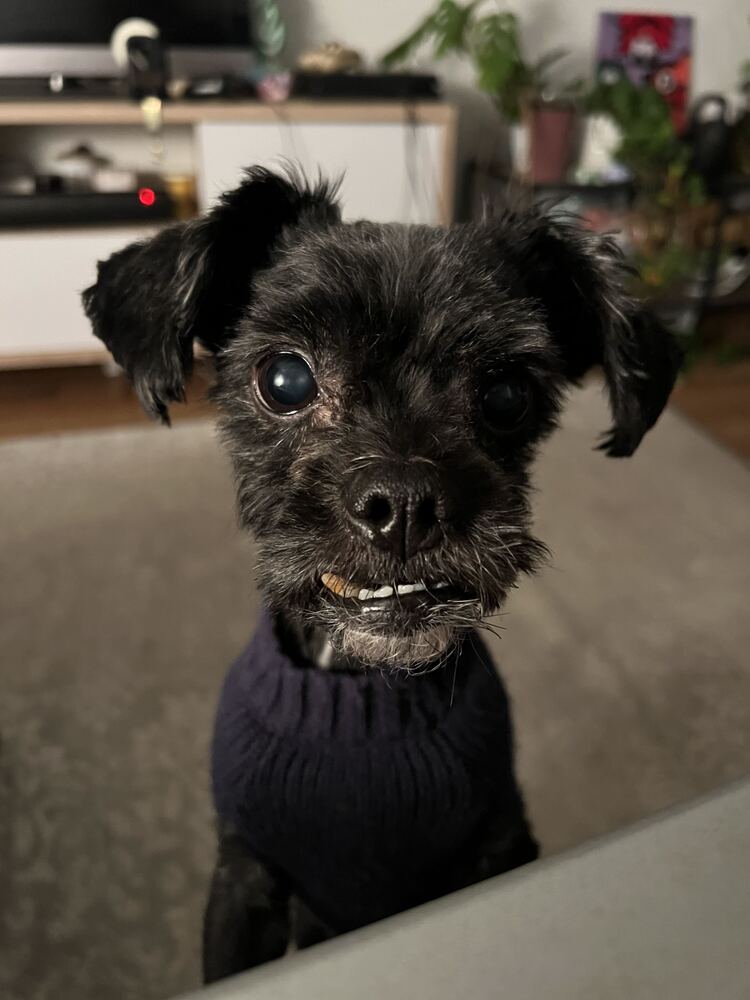 Chip