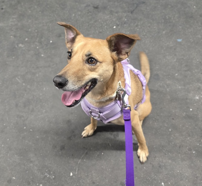 Lia *FOSTER/FOSTER-TO-ADOPT NEEDED*, Mixed breed