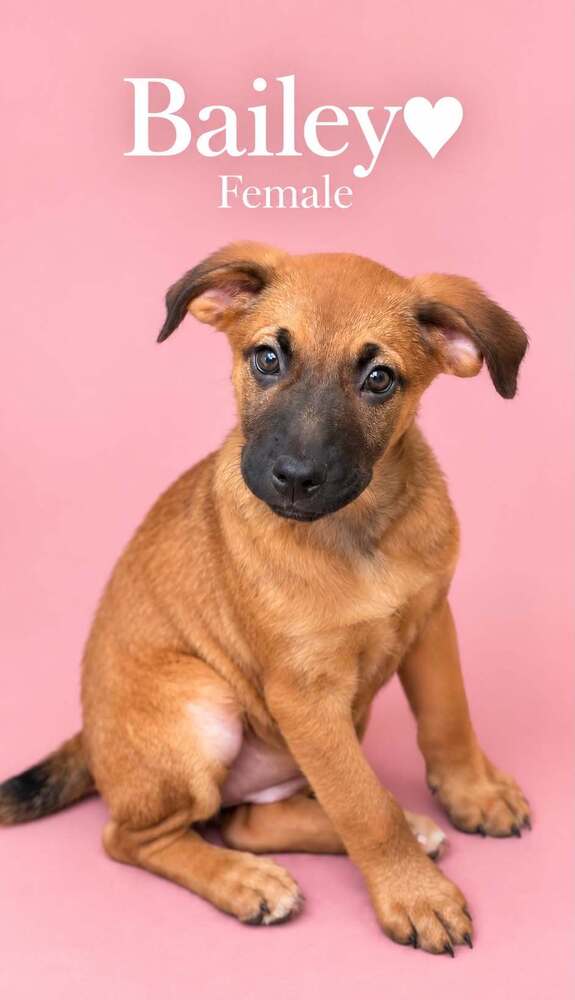 Photo of Bailey