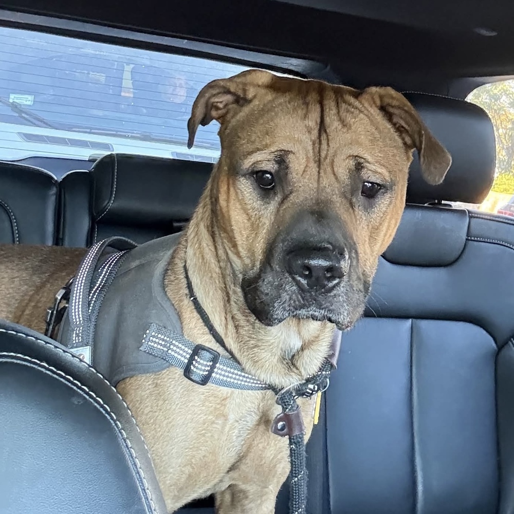 Roscoe Roo
