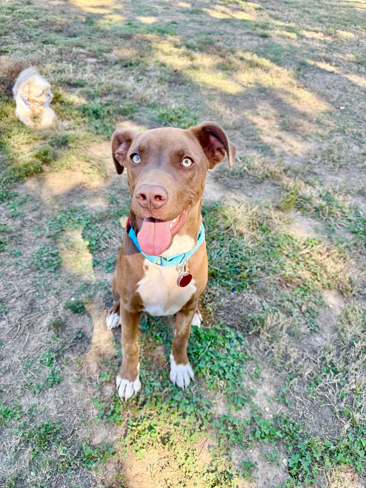 Rolo