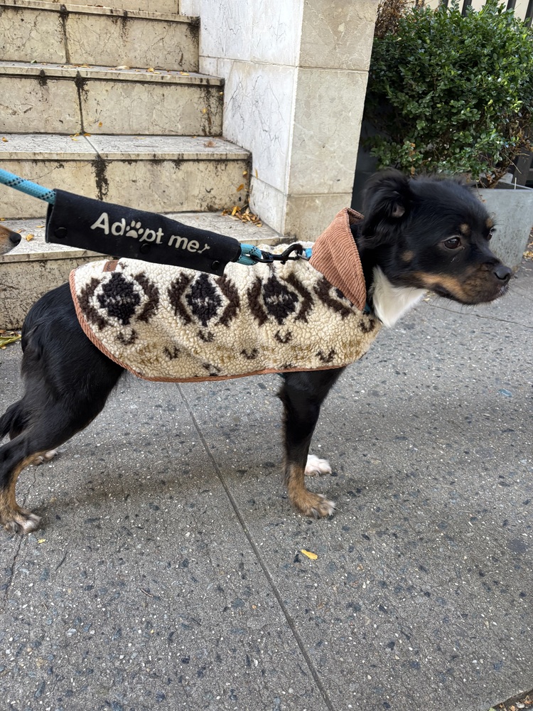 Almond Joy *FOSTER / FOSTER-TO-ADOPT NEEDED*, Spaniels (Small) / Mixed Breed