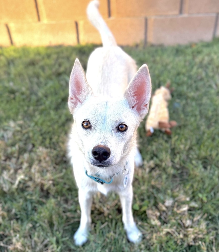 Madeleine, Shiba Inu/Terriers (Medium)