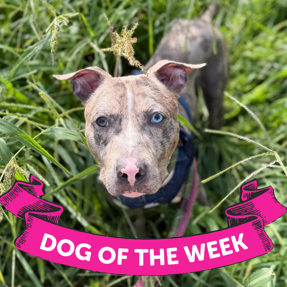 1_Ocean, Catahoula Leopard Dog/Mixed Breed