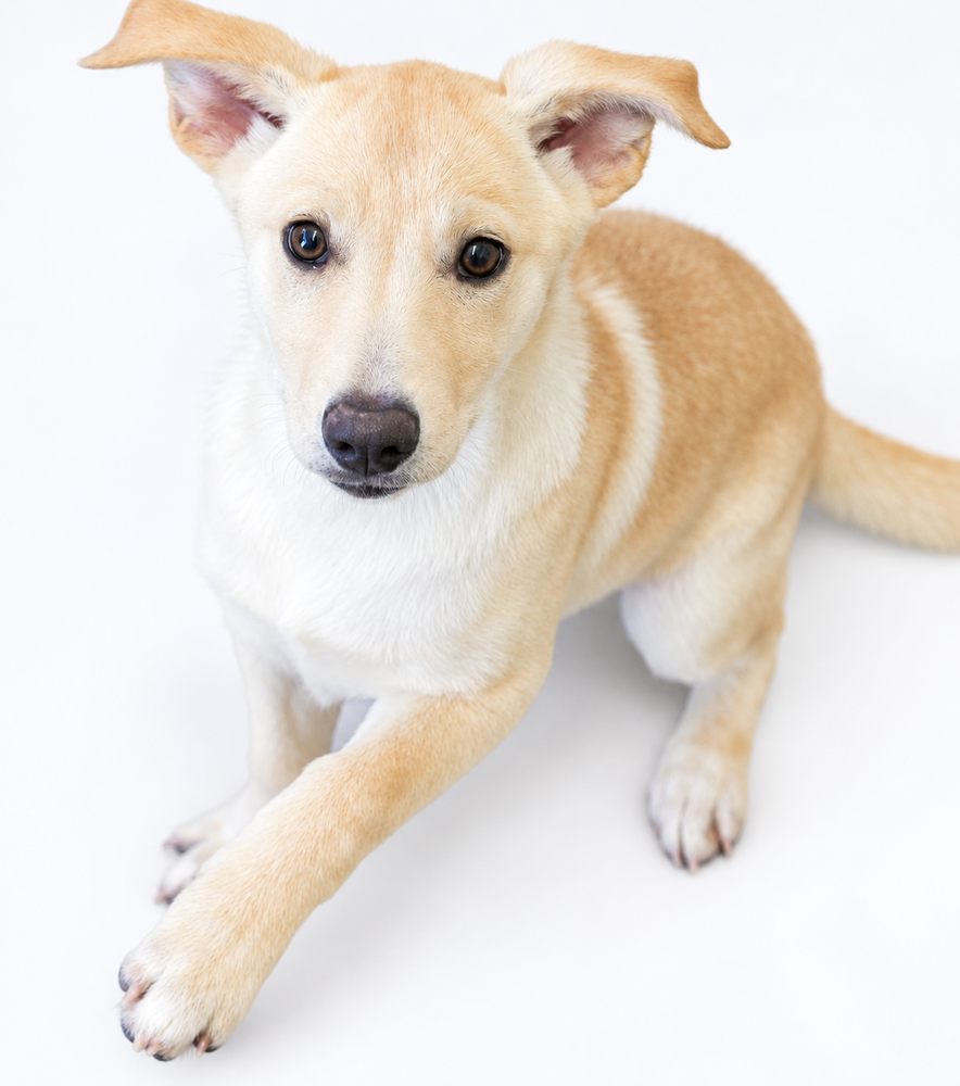 Maple
