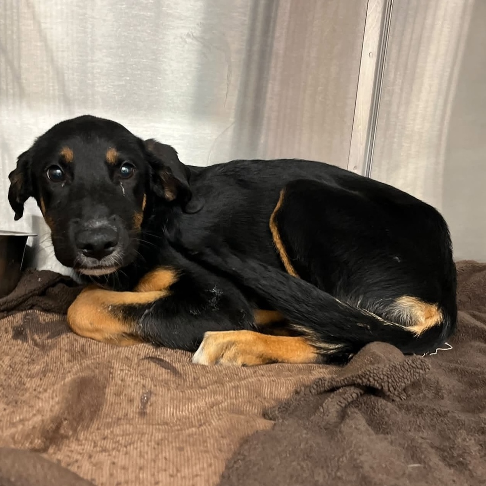 Laverne (p), Mixed Breed
