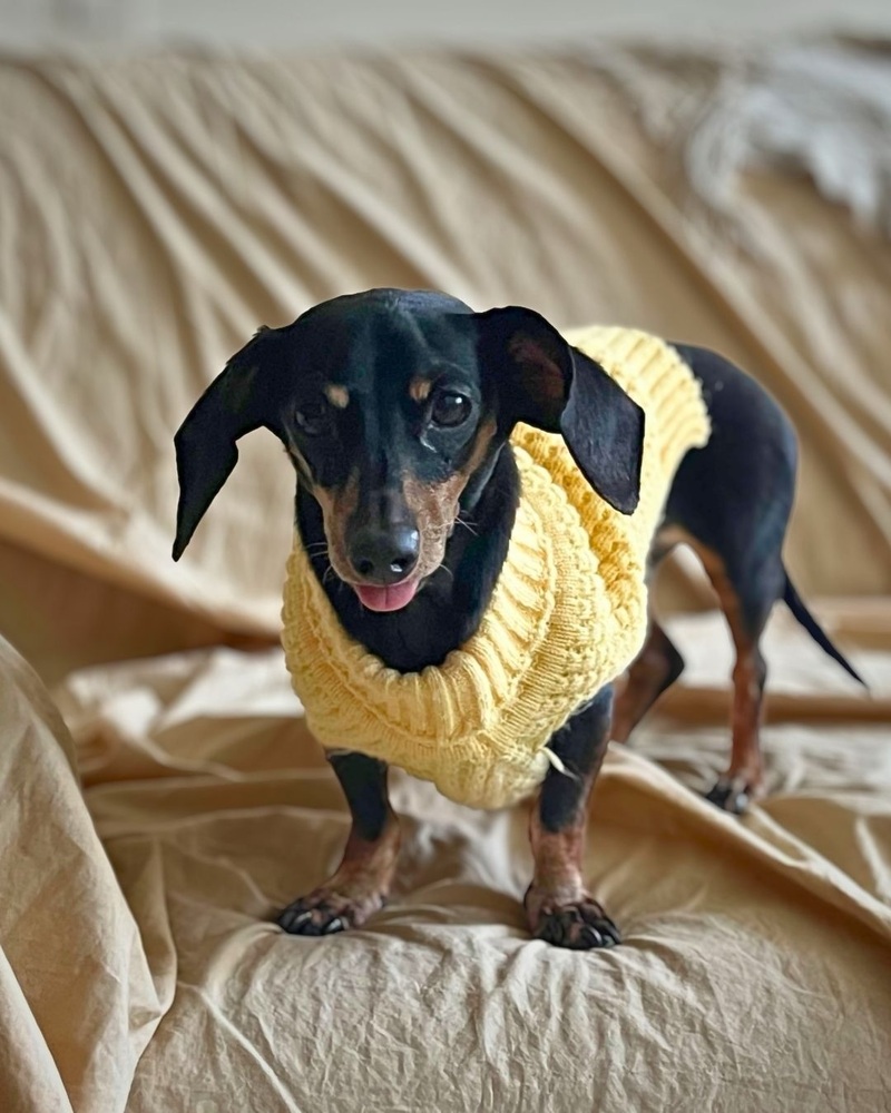 Happy, Dachshund