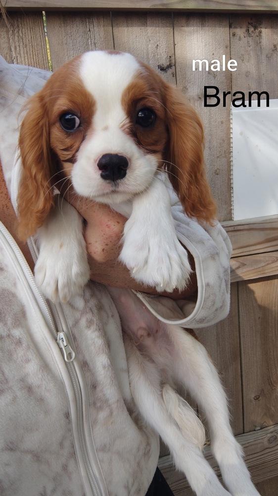 Bram, King Charles Spaniel