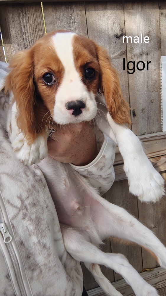 Igor