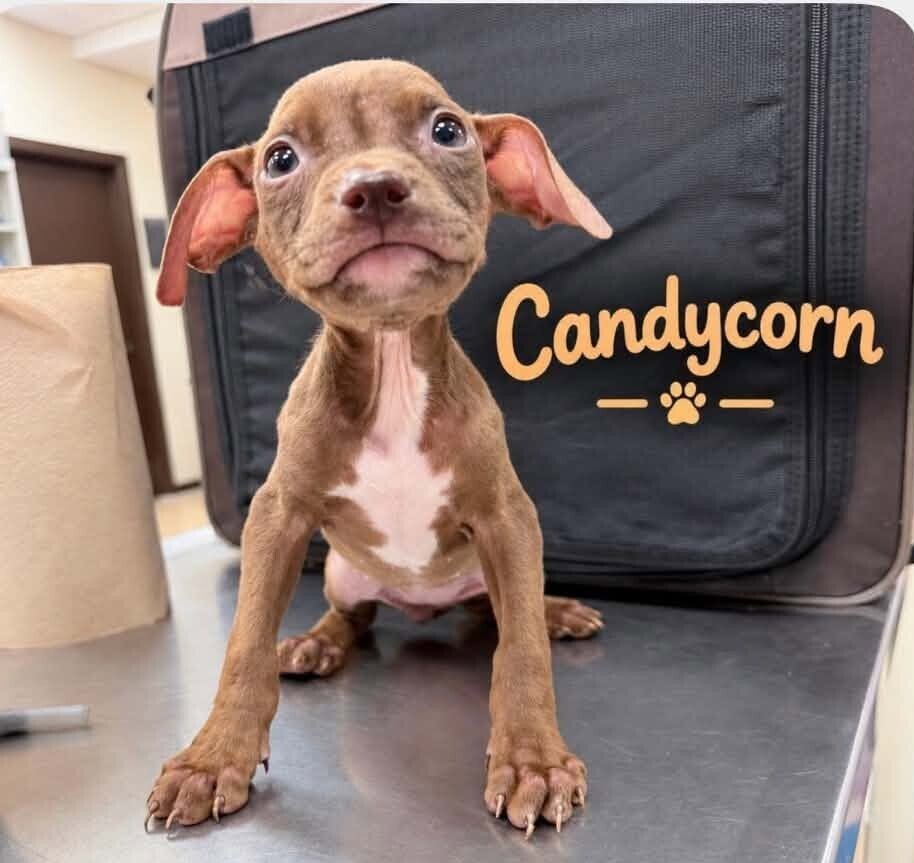 Candy Corn (p), Mixed Breed
