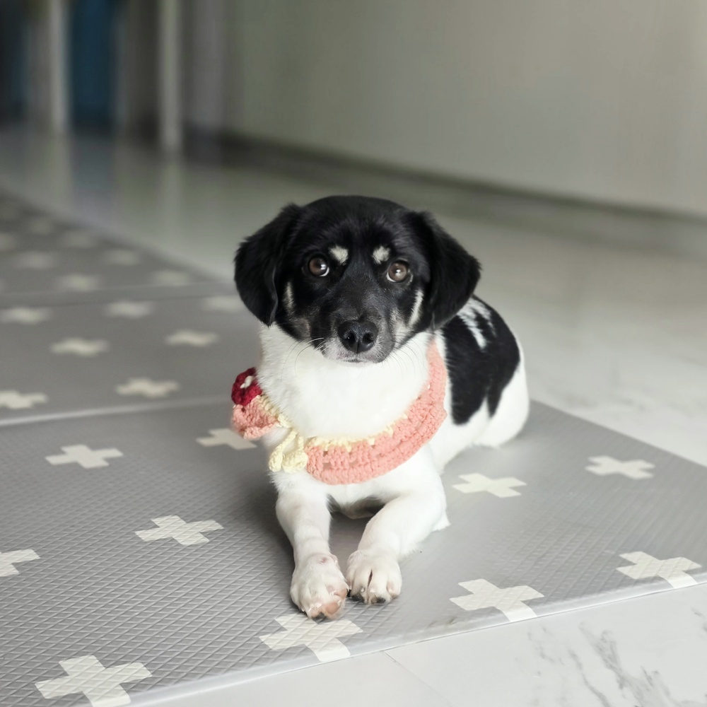 Daxi