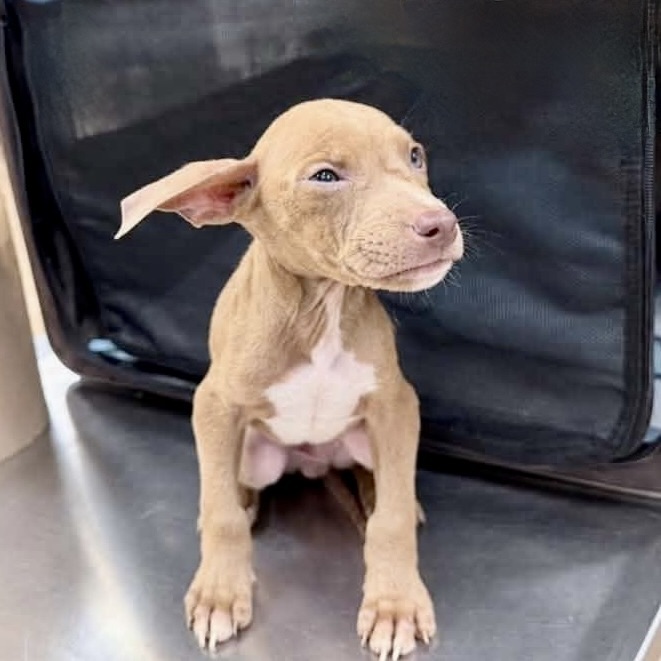 Twix (p), Mixed Breed