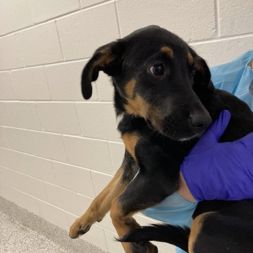 Shirley (p), Mixed Breed