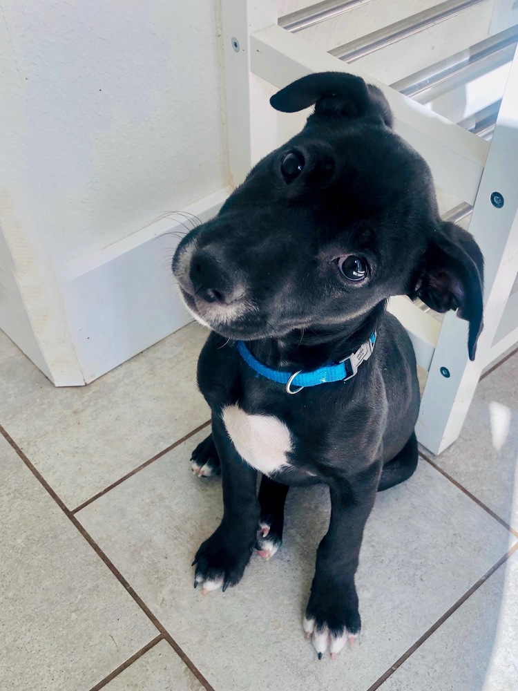 2 Blondes All Breed Rescue 