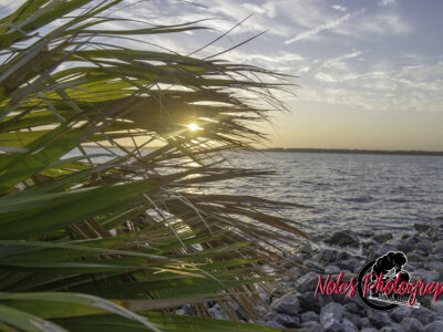 Lynn-Heaven-Noles-8596