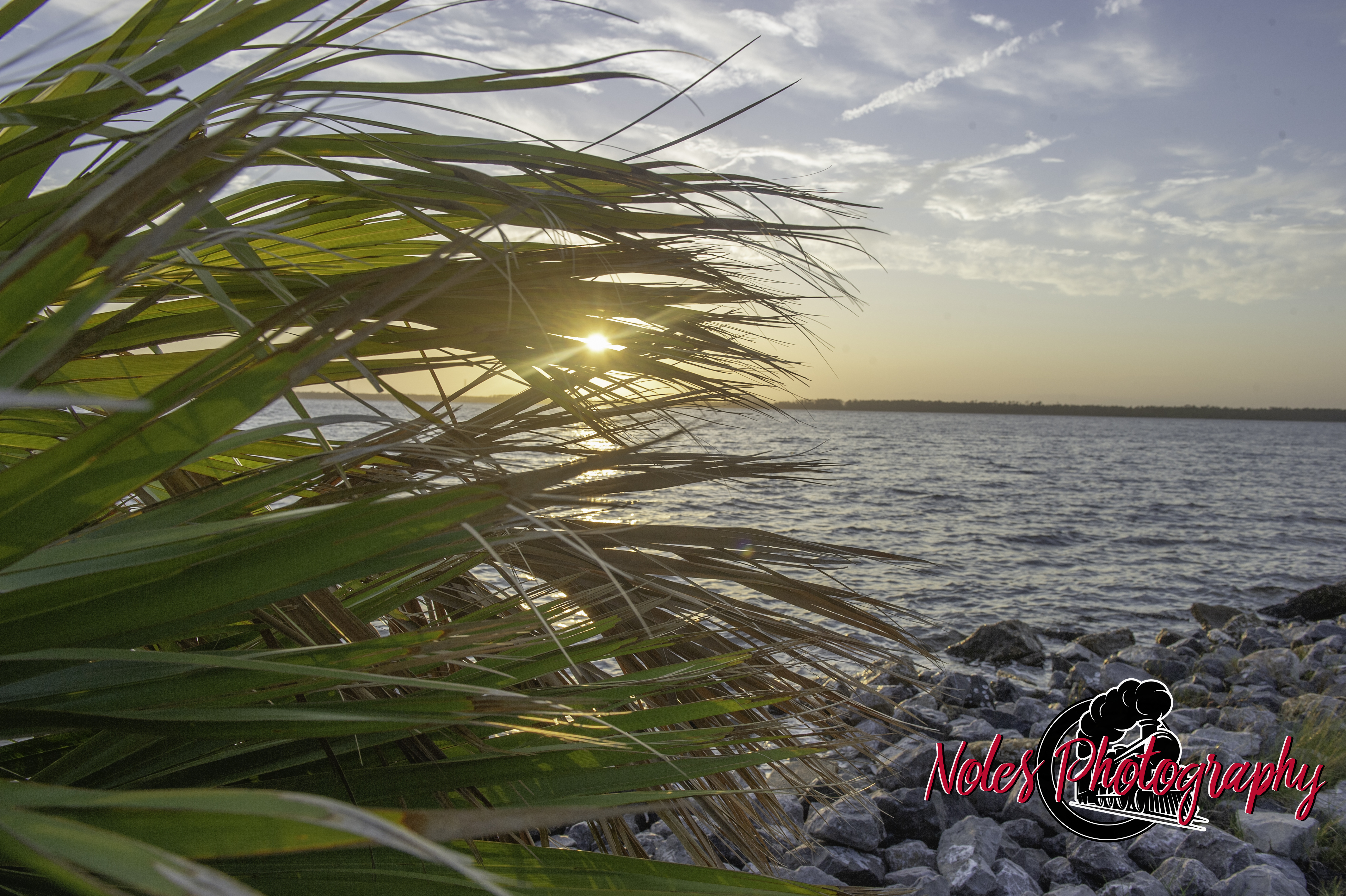 Lynn-Heaven-Noles-8596