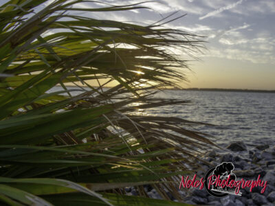 Lynn-Heaven-Noles-8594