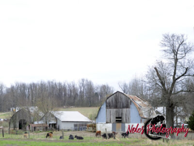 Barns_Cows_Farm_NP25263