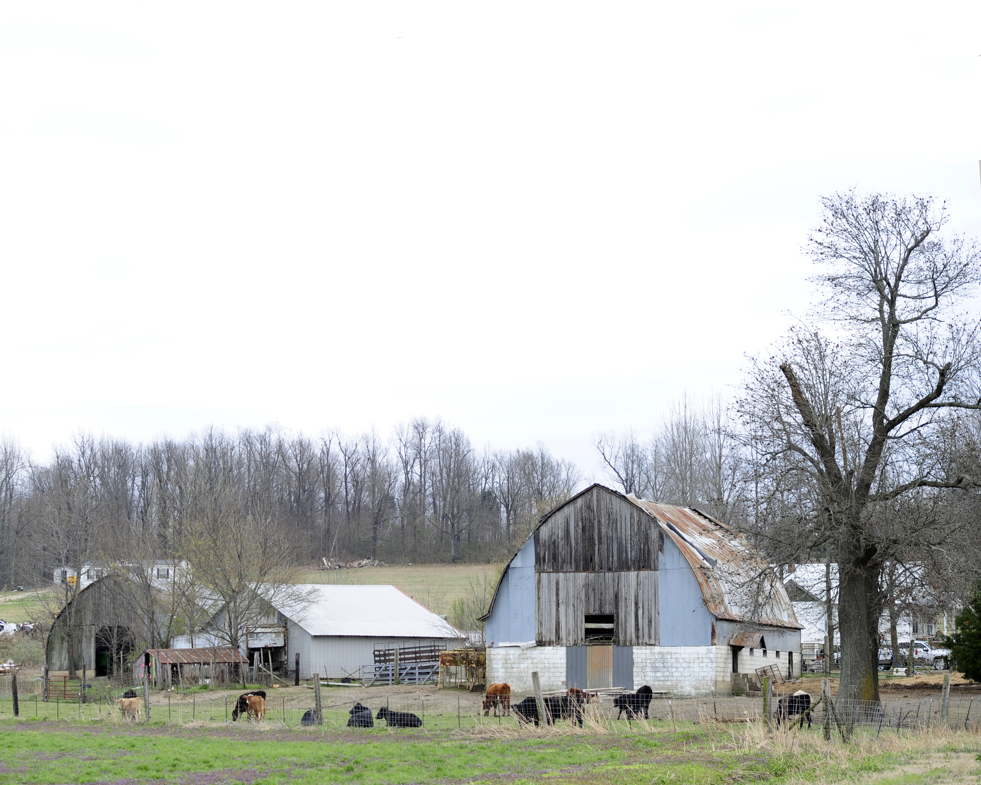 Barns_Cows_Farm_NP25263