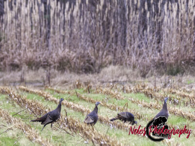 Turkeys-in-the-FieldRT©NolesPhotography-3317