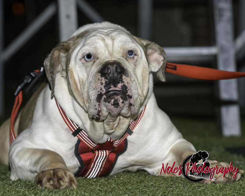 OHS-Homecoming-2021©NolesPhotography-5112