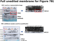 Data for Roman et al published in Circ Res