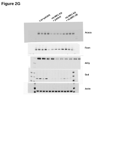 Primary image data for "Systemic identification of functionally conserved lncRNA metabolic regulators in human and mouse livers"