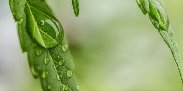Cannabis-Hemp Discussion Webinar