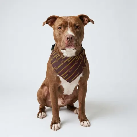 Bethune-Cookman 1904 Maroon & Gold Clip-on Pet Bandana
