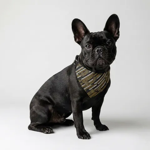 Bowie State 1865 Black & Gold Panel Clip-on Pet Bandana