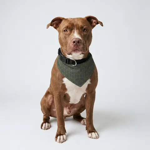 Oakland The Town Grid Clip-on Pet Bandana