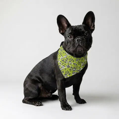 Queens South Jamaica Grid Clip-on Pet Bandana