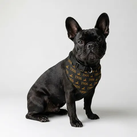 Alpha 1906 Black & Old Gold Clip-on Pet Bandana