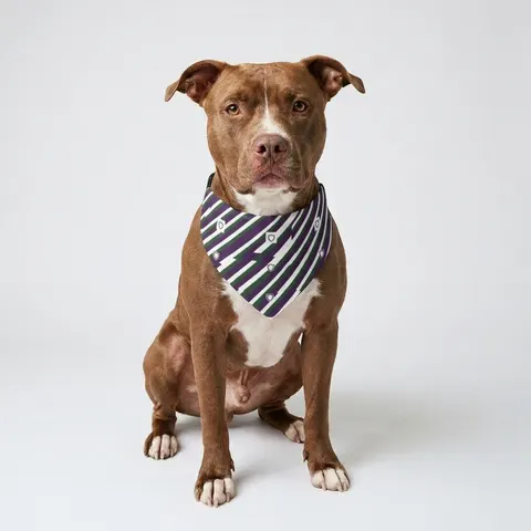 Faith Flag AME-Inspired Purple & Green Clip-on Pet Bandana