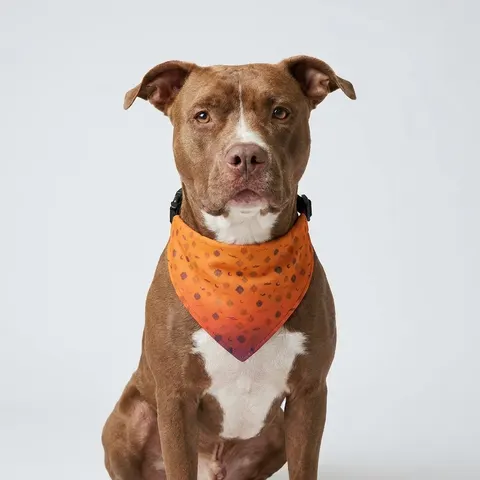 Faith Flag Mosque Sunset Silhouette Clip-on Pet Bandana