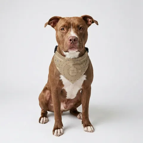 Faith Flag Multi-Faith Harmony Circle Clip-on Pet Bandana
