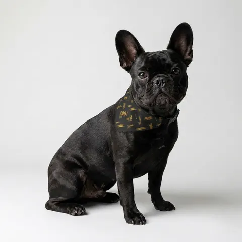 Grambling 1901 Black & Gold Edge Clip-on Pet Bandana