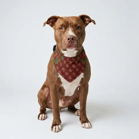 Holiday Poinsettia & Gold Leaves Clip-on Pet Bandana
