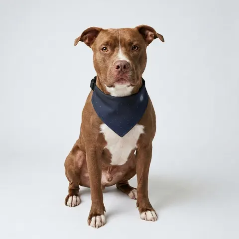 Holiday Starry Winter Night Clip-on Pet Bandana